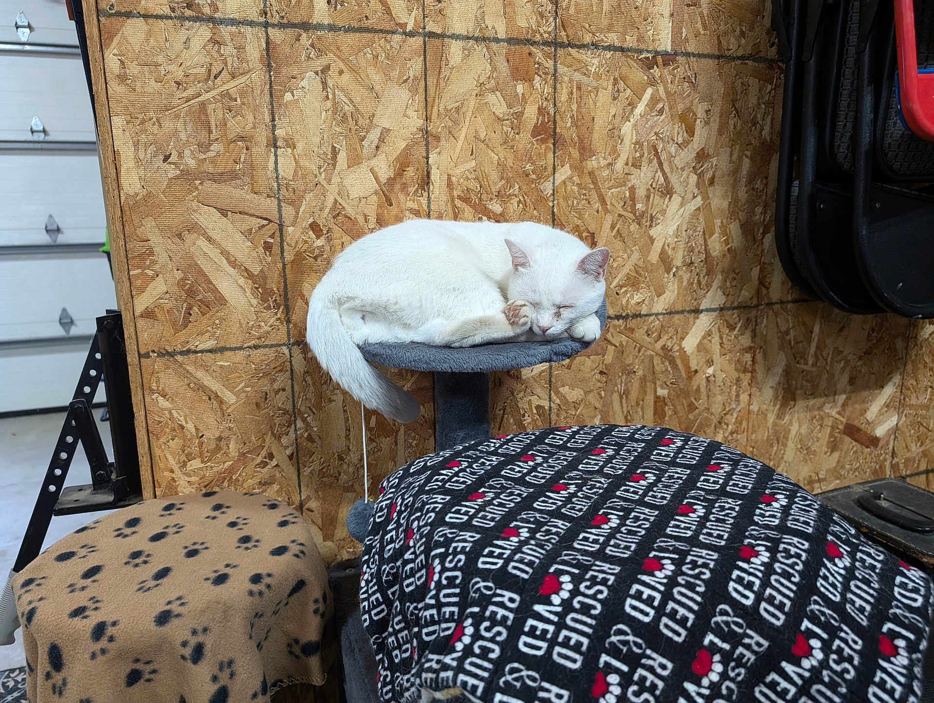 Spot joined the competition — help win amazing prizes! cat, white_cat, sleeping, pet_bed, blanket, paw_prints, garage, wooden_wall, furniture, indoor, cozy, animal, resting, feline, quiet, comfortable, perch, domestic_animal, nap, fur
