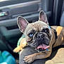 french_bulldog, dog, tongue_out, heterochromia, car_interior, seat, pet, animal, closeup, portrait, sunlight, canine, cute, ears_up, relaxed, brown_fur, black_nose, paw, indoor, companion
