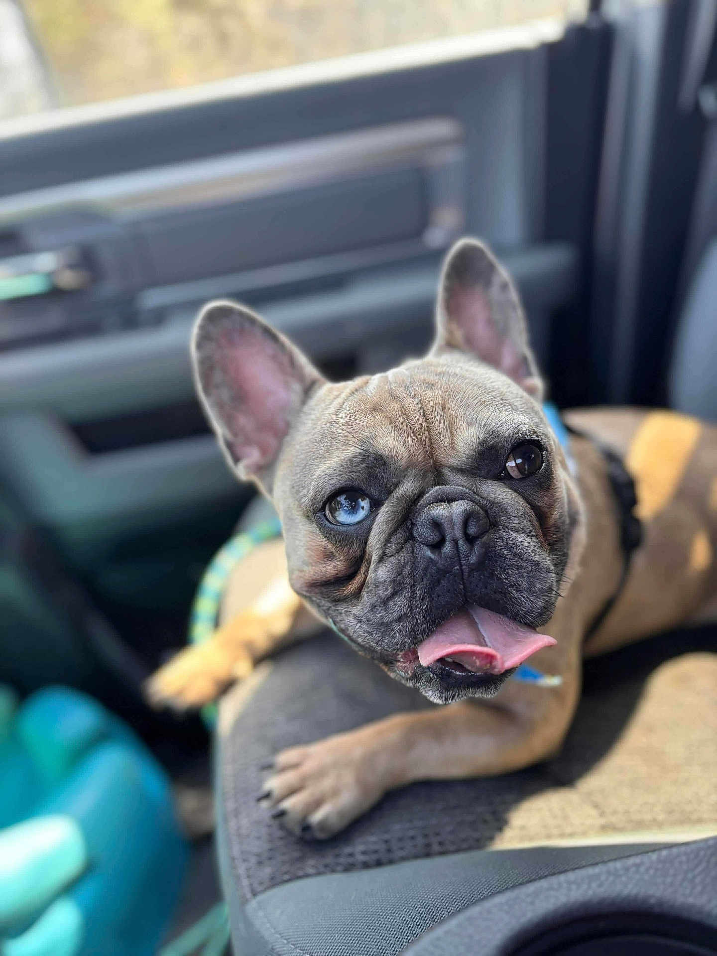 Milo Lane joined the competition — help win amazing prizes! french_bulldog, dog, tongue_out, heterochromia, car_interior, seat, pet, animal, closeup, portrait, sunlight, canine, cute, ears_up, relaxed, brown_fur, black_nose, paw, indoor, companion
