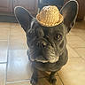 animal, brown_eyes, companion, curious, cute, dog, domestic_animal, ears, floor_tiles, french_bulldog, hat, house, indoor, looking_up, mammal, pet, portrait, small_hat, straw_hat, tile_floor
