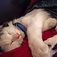 Nala joined the competition — help win amazing prizes! animal, blanket, cat, close_up, cozy, crossed_paws, fluffy, gray_fur, indoors, kitten, nap, paws, pet, pink_nose, portrait, red_blanket, relaxed, sleeping, whiskers, white_fur
