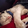 animal, blanket, cat, close_up, cozy, crossed_paws, fluffy, gray_fur, indoors, kitten, nap, paws, pet, pink_nose, portrait, red_blanket, relaxed, sleeping, whiskers, white_fur