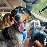Riley is registered to the contest to win money with this photo: dog, car, interior, person, driving, seat, collar, tongue_out, happy, pet, window, steering_wheel, dashboard, blurred_background, road_trip, animal, canine, seatbelt, sunlight, closeup
