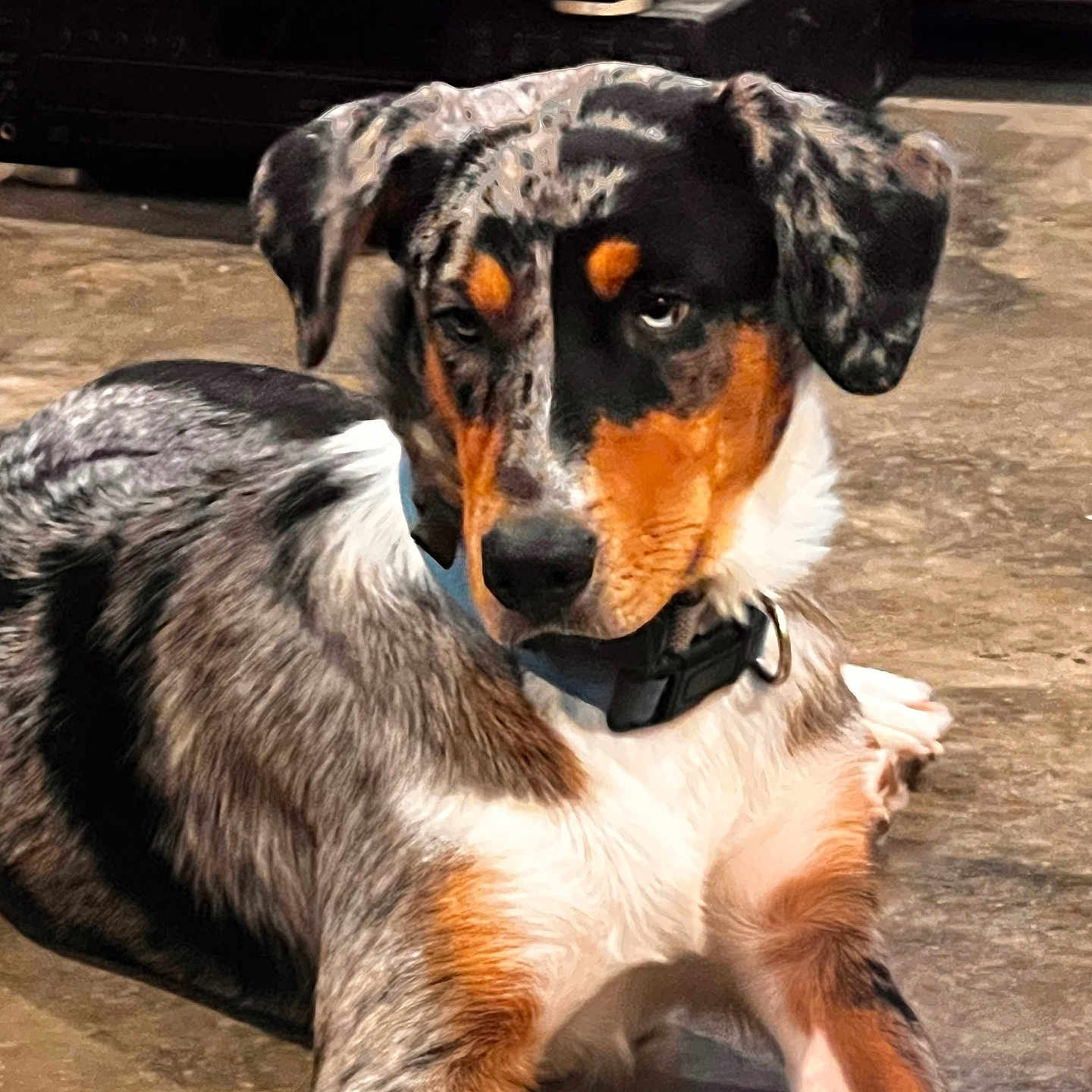 Riley is registered to the contest to win money with this photo: dog, animal, pet, indoor, lying_down, fur, collar, black, white, orange, ears, face, floor, looking, mixed_breed, canine, resting, spot, tricolor, closeup