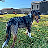 dog, australian_shepherd, grass, outdoor, sunny, backyard, fence, shed, blue_sky, tongue_out, pet, canine, animal, nature, daylight, mammal, playful, happy, fur, standing