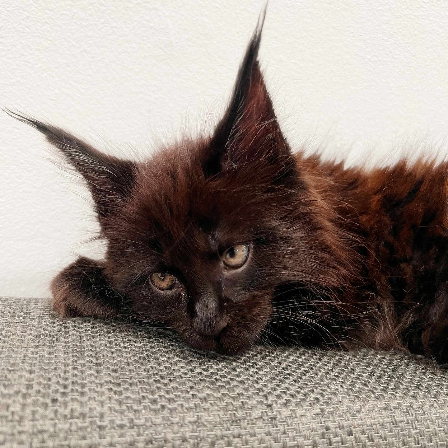 Nikolai