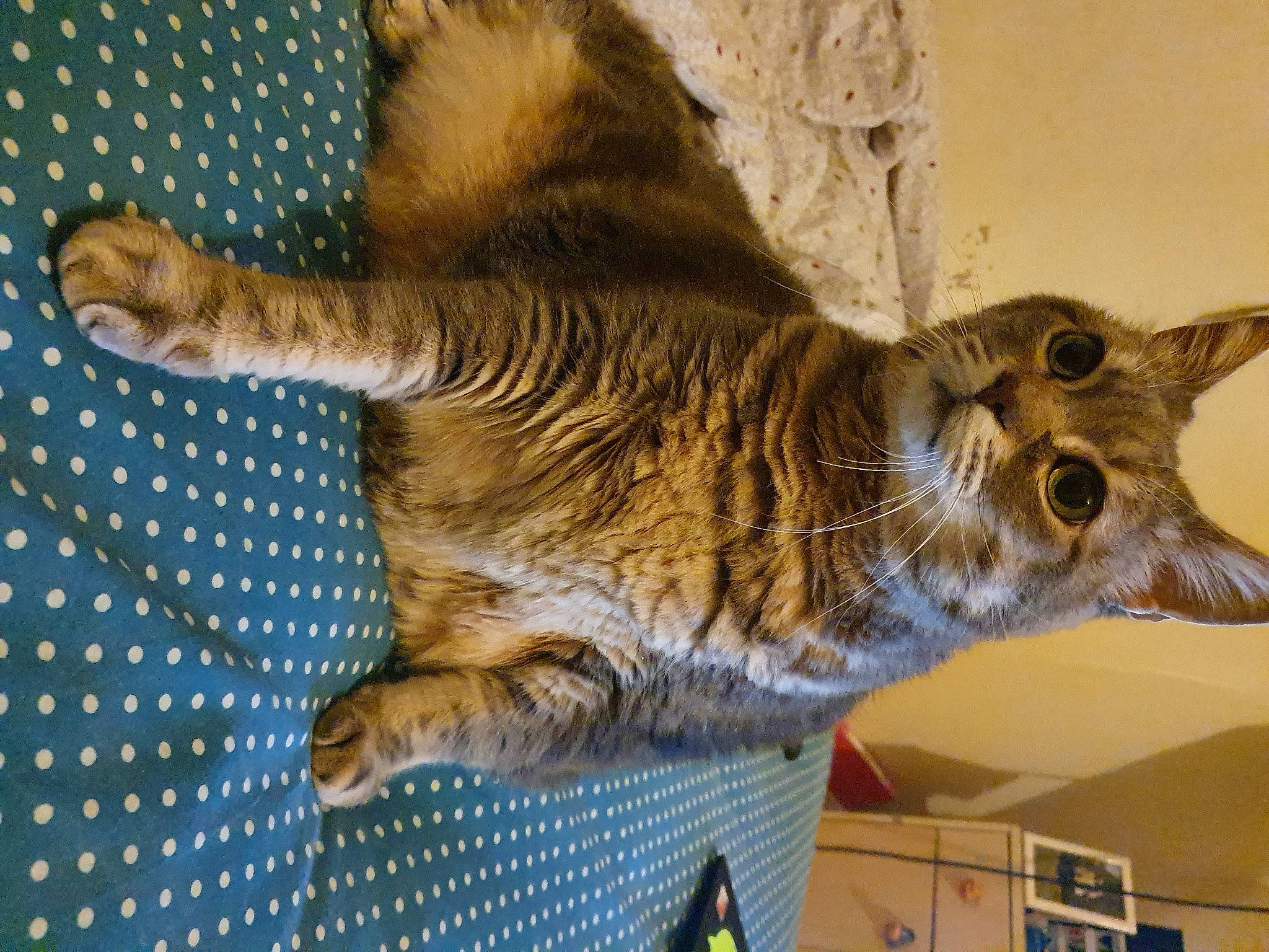 Dora a rejoint le concours — aidez-le/la à gagner de superbes lots ! bobcat, carnivore, cat, claw, domestic_short_haired_cat, falconiformes, felidae, fur, pattern, paw, small_to_medium_sized_cats, snout, tail, terrestrial_animal, whiskers, wildlife