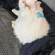 Puffy joined the competition — help win amazing prizes! animal, black_blanket, blanket, blue_eyes, bow, carpet, cat, cozy, cute, domestic_cat, feline, fluffy, indoor, laying_down, pet, relaxed, resting, small_pet, soft_fur, white