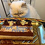 Puffy is registered to the contest to win money with this photo: animal, birthday_cake, cake, cat, celebration, chocolate, closeup, curled_chocolate, dessert, feline, fluffy_cat, food, grumpy_cat, icing, indoor, metal_tray, pet, table, tablecloth, white_cat