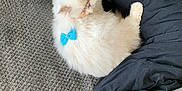 Puffy joined the competition — help win amazing prizes! animal, black_cushion, blue_bow, bow, carpet, cat, couch, cozy, cushion, cute, fluffy, furniture, gray_couch, home, indoor, pet, relaxed, resting, textured_fabric, white_cat