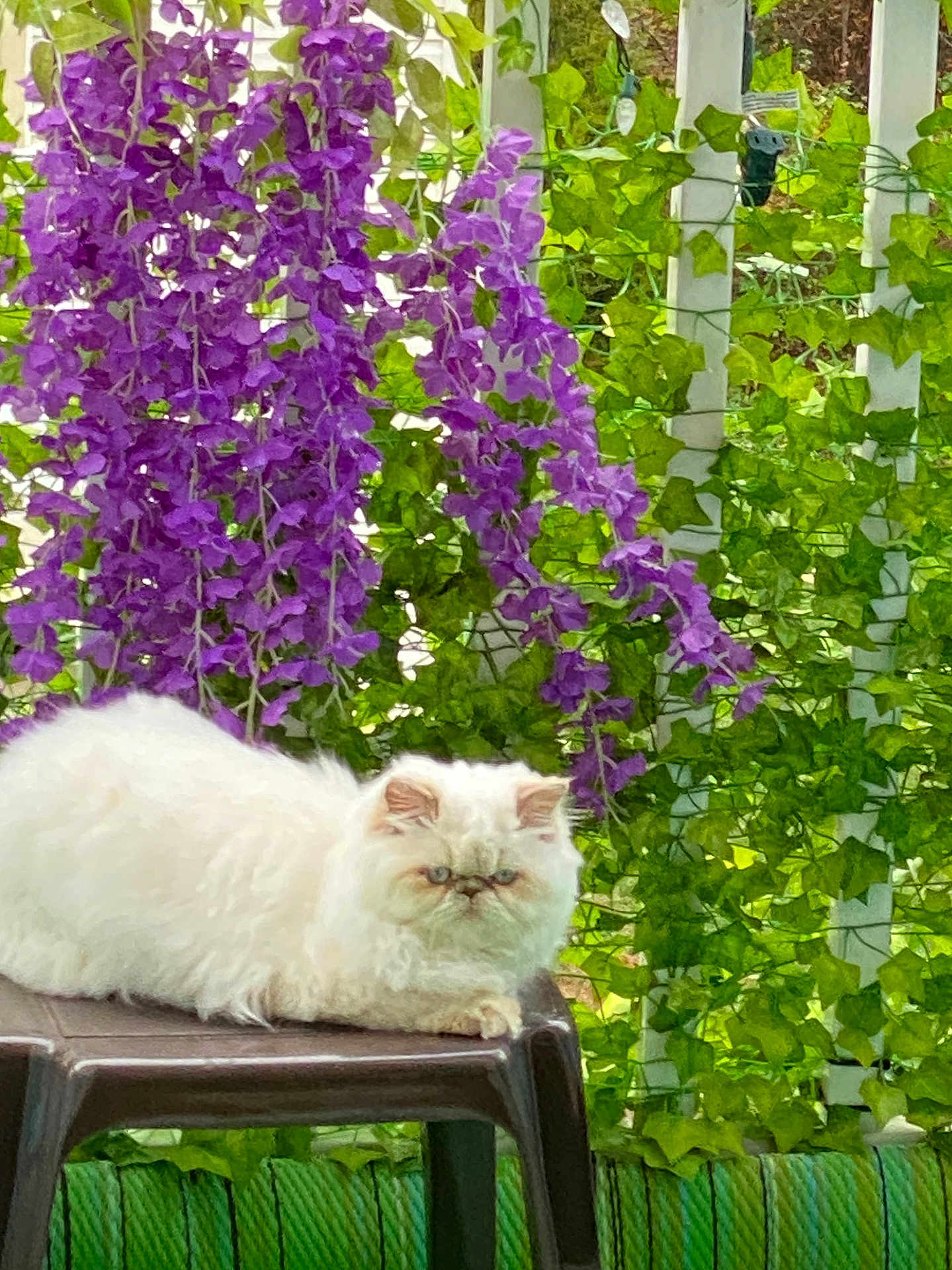 Puffy is registered to the contest to win money with this photo: animal, cat, daylight, fence, flora, fluffy, garden, greenery, grumpy, ivy, leaf, nature, outdoor, pet, plants, purple_flowers, relaxing, stool, summer, white_cat