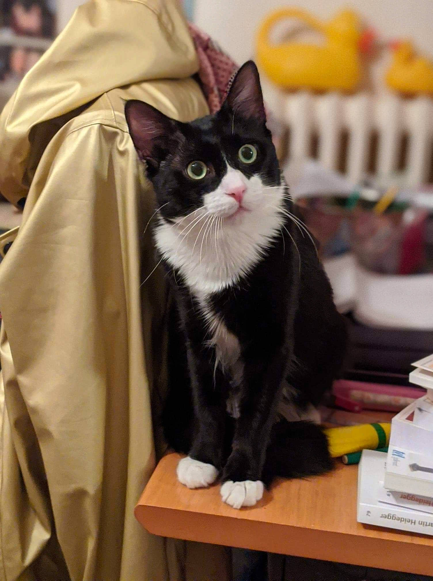 Papouche participe au concours pour gagner de l'argent avec cette photo : carnivore, cat, felidae, fur, small_to_medium_sized_cats, snout, varnish, vertebrate, whiskers