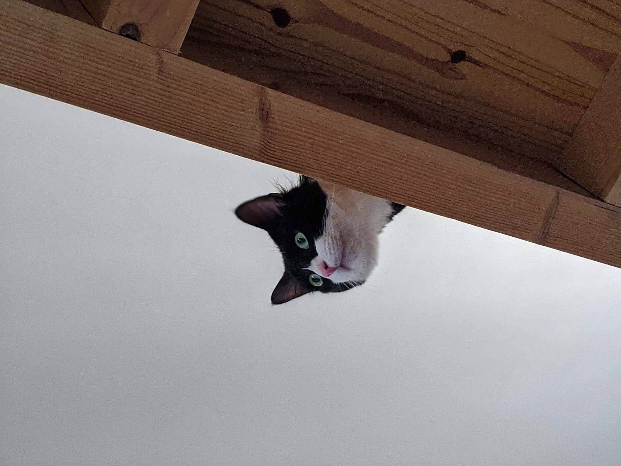 Papouche participe au concours pour gagner de l'argent avec cette photo : beige, cat, felidae, freezing, ice, lumber, plywood, small_to_medium_sized_cats, snout, snow, tongue