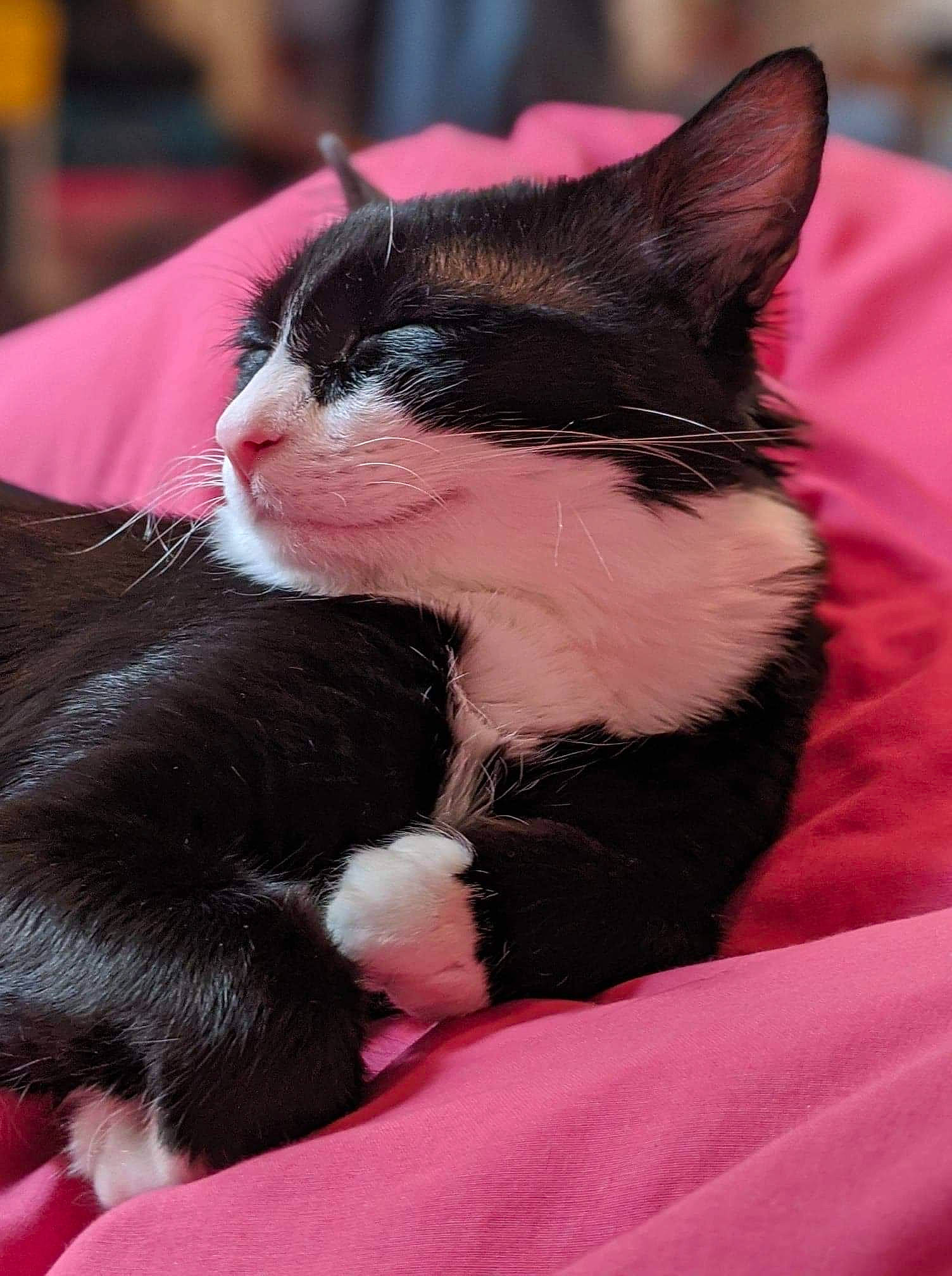 Papouche participe au concours pour gagner de l'argent avec cette photo : carnivore, cat, comfort, felidae, fur, mammal, pink, skin, small_to_medium_sized_cats, snout, terrestrial_animal, vertebrate, whiskers