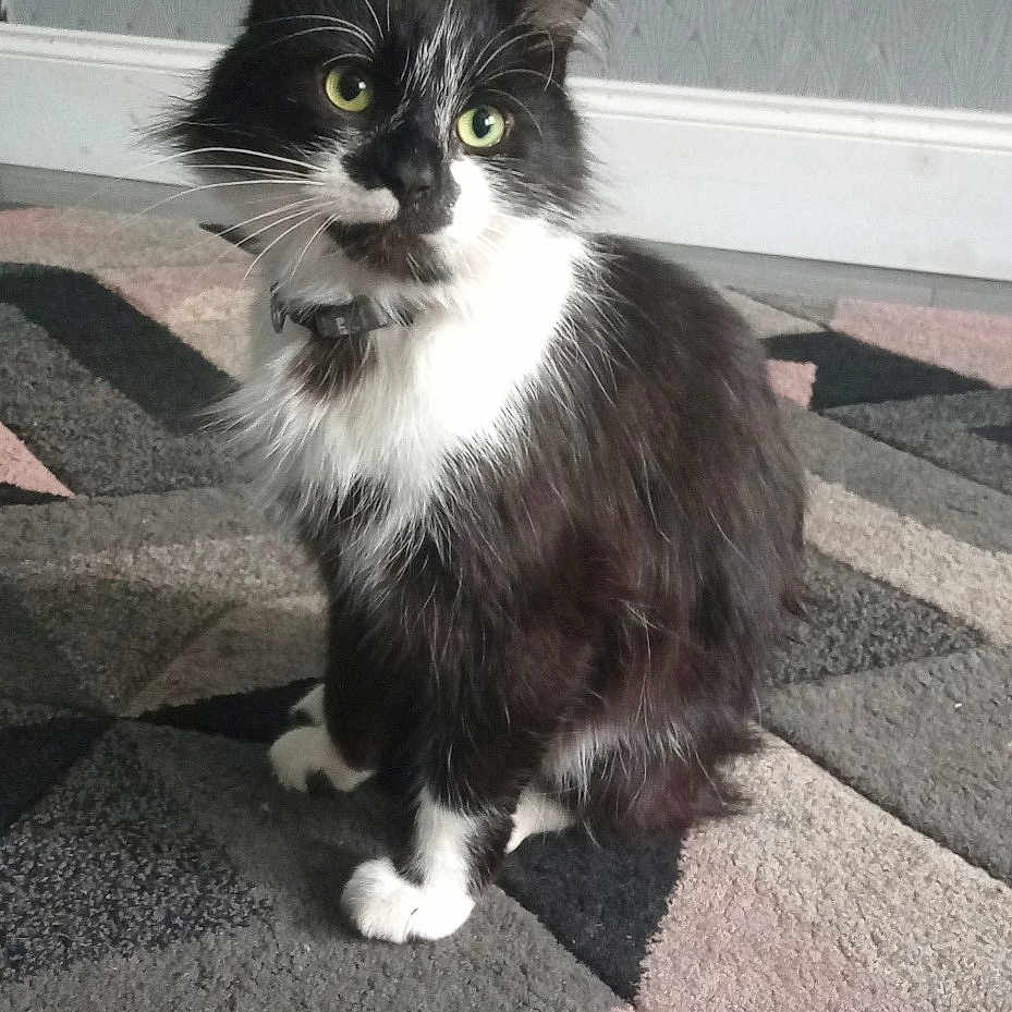 Rocco joined the competition — help win amazing prizes! animal, cat, computerhardware, door, electronics, fireplace, hardware, homedecor, indoors, kitten, manx, mat, monitor, pet, plant, pottedplant, screen, slate, tv, wood