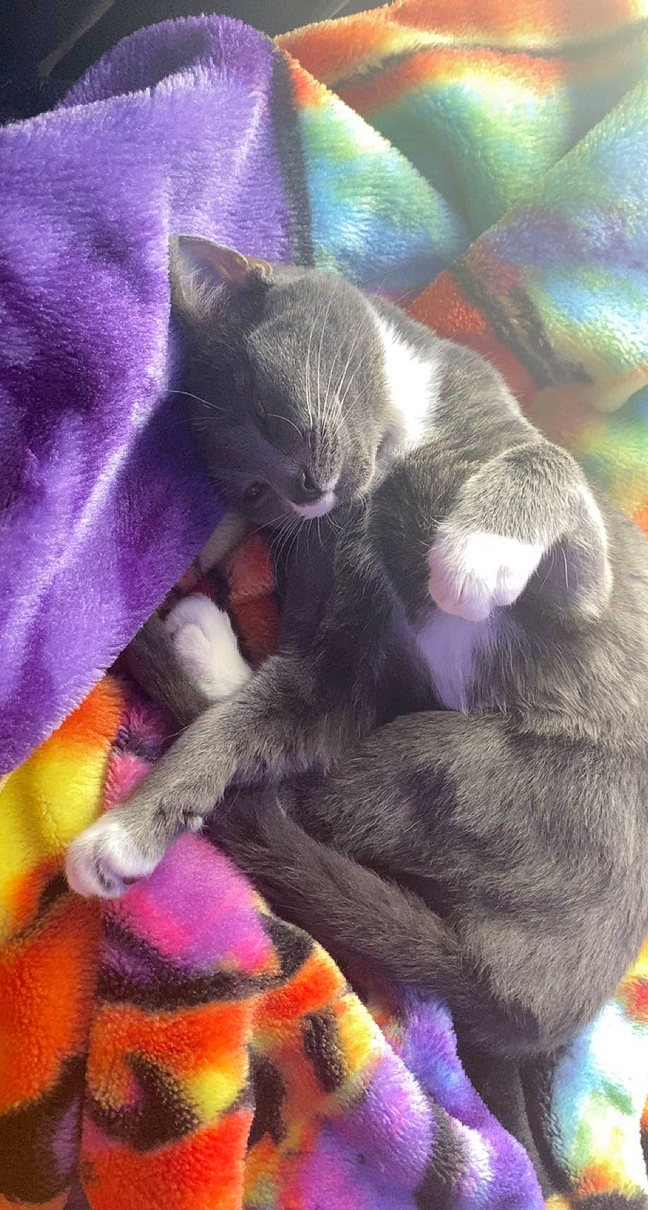 Gemma is registered to the contest to win money with this photo: carnivore, cat, claw, comfort, domestic_short_haired_cat, electric_blue, felidae, fur, grey, magenta, nap, paw, purple, russian_blue, sleep, small_to_medium_sized_cats, tail, whiskers