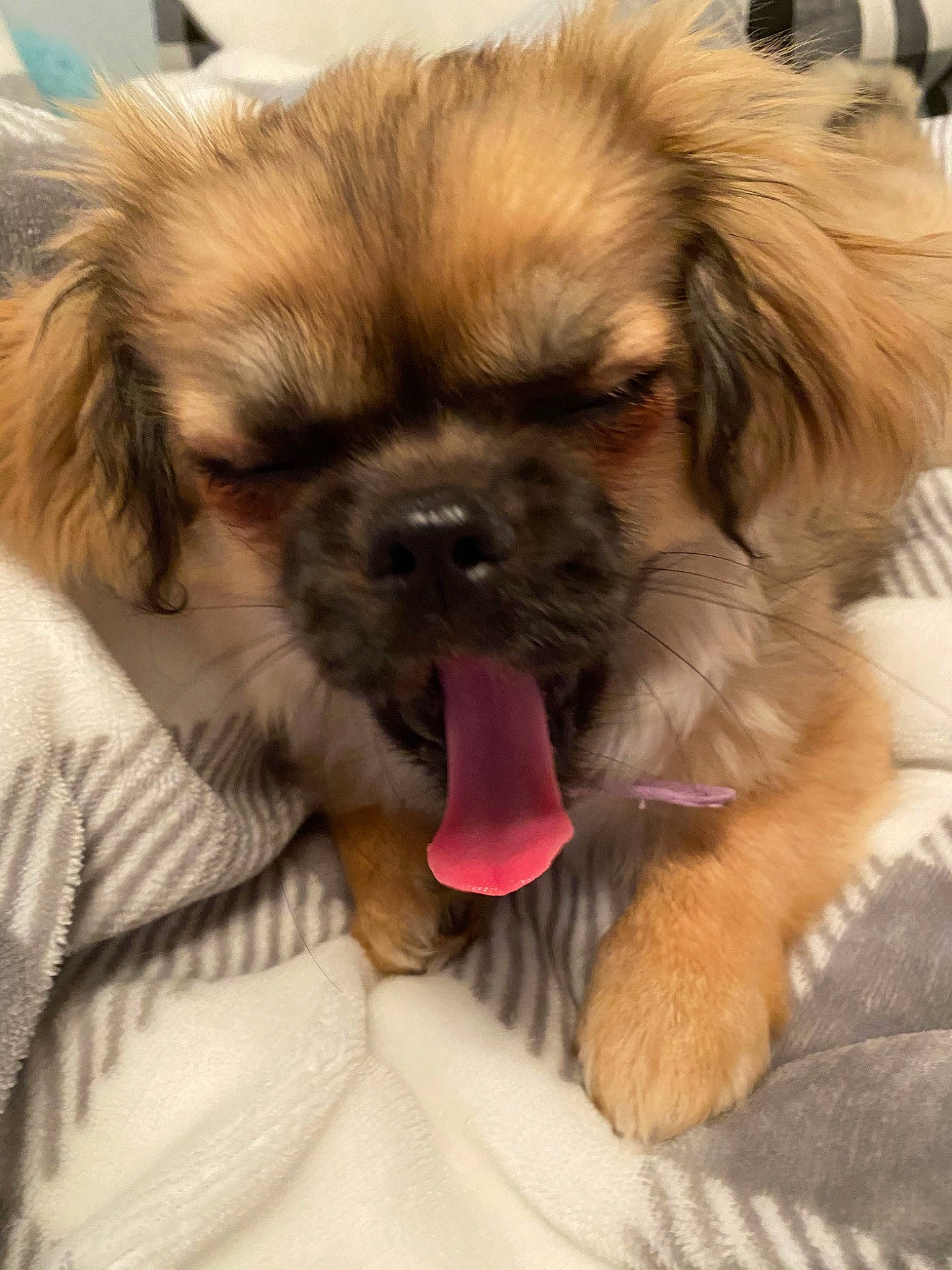 Mia is registered to the contest to win money with this photo: ancient_dog_breeds, canidae, carnivore, chinese_imperial_dog, companion_dog, dog, dog_breed, fur, japanese_chin, mammal, pekingese, puppy, puppy_love, rare_breed_dog, snout, sporting_group, tibetan_spaniel, toy_dog, vertebrate, whiskers