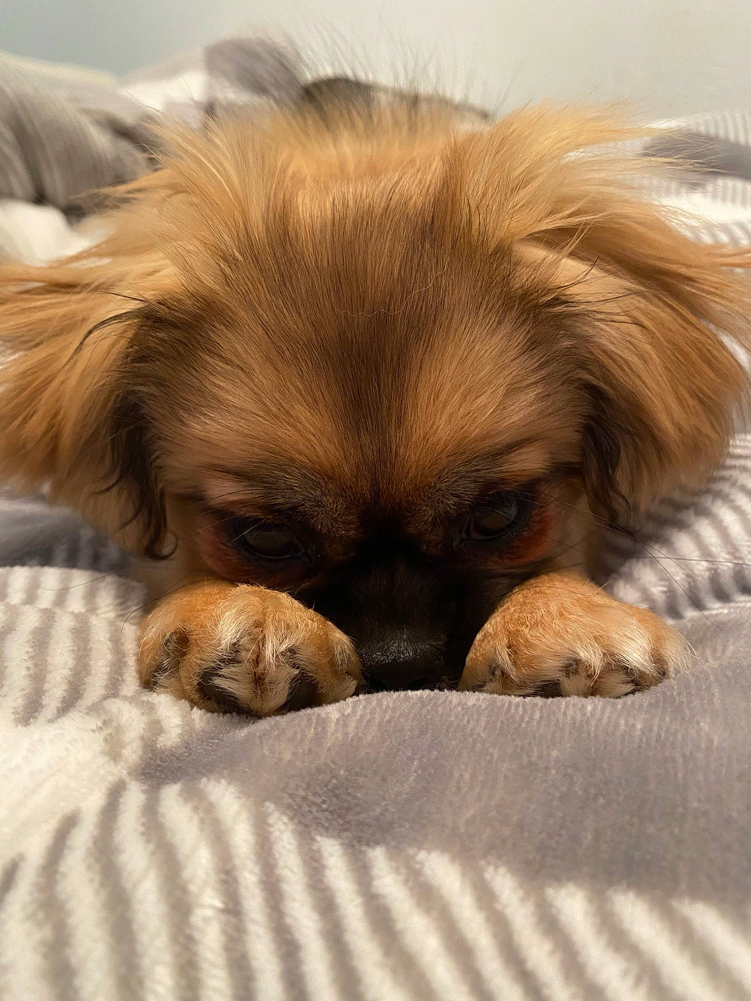 Mia is registered to the contest to win money with this photo: canidae, carnivore, chinese_imperial_dog, companion_dog, dog, dog_breed, fawn, lhasa_apso, mammal, nap, non_sporting_group, puppy, puppy_love, shih_tzu, snout, sporting_group, tibetan_spaniel, toy_dog, vertebrate