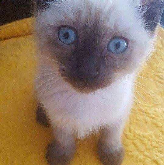 Nala participe au concours pour gagner de l'argent avec cette photo : balinese, birman, carnivore, cat, eye, felidae, himalayan, iris, javanese, kitten, mammal, nose, ragdoll, siamese, small_to_medium_sized_cats, snout, thai, tonkinese, vertebrate, whiskers