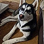 husky, dog, pet, indoor, rug, hardwood_floor, couch, paw, fur, ears, nose, eyes, portrait, lying_down, relaxed, home_interior, canine, companion, close_up, domestic