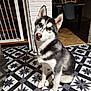 dog, husky, siberian_husky, pet, portrait, sitting, indoor, tile_floor, patterned_tile, white_brick_wall, gate, stairs, chair, paw, ears, brown_eyes, black_and_white_fur, hardwood_floor, home_interior, curious_expression