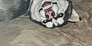 Meiko participe au concours pour gagner de l'argent avec cette photo : dog, husky, siberian_husky, canine, pet, lying_on_back, upside_down, teeth, tongue, snout, fur, bed, blanket, couch, indoor, flash_photo, closeup, playful, cute, portrait