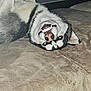 dog, husky, siberian_husky, canine, pet, lying_on_back, upside_down, teeth, tongue, snout, fur, bed, blanket, couch, indoor, flash_photo, closeup, playful, cute, portrait