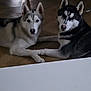 dog, husky, two_dogs, indoor, wooden_floor, candle, table, living_room, pets, fur, ears, paws, face, gaze, pair, resting, household, domestic_interior, portrait, companion