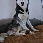 Meiko participe au concours pour gagner de l'argent avec cette photo : dog, siberian_husky, pet, indoor, bed, blanket, fur, ears, nose, paw, sitting, portrait, stare, living_room, furniture, wall_art, painting, cute, canine, black_and_white