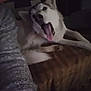 dog, husky, tongue_out, yawning, pet, couch, indoor, low_light, human_arm, fur, nose, ears, companion, relaxed, lying_down, portrait, close_up, cozy, gritty, home