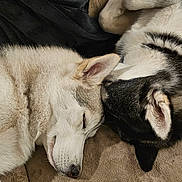 Milo participe au concours pour gagner de l'argent avec cette photo : dog, husky, two_dogs, sleeping, nap, blanket, couch, fur, ears, snout, muzzle, indoor, pet, companion, cozy, resting, closeup, home, black_blanket, tan_bedding