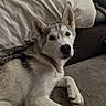 animal, canine, companion, couch, cute, dog, domestic, ears, face, fur, home, husky, indoor, laying, looking, paw, pet, pillow, relaxed, resting