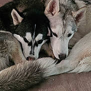 Meiko Milo participe au concours pour gagner de l'argent avec cette photo : animal, blanket, closeup, companions, cozy, cute, dog, ears, friendship, fur, husky, indoor, mammal, pet, relaxing, resting, sleepy, snuggling, tail, two_dogs