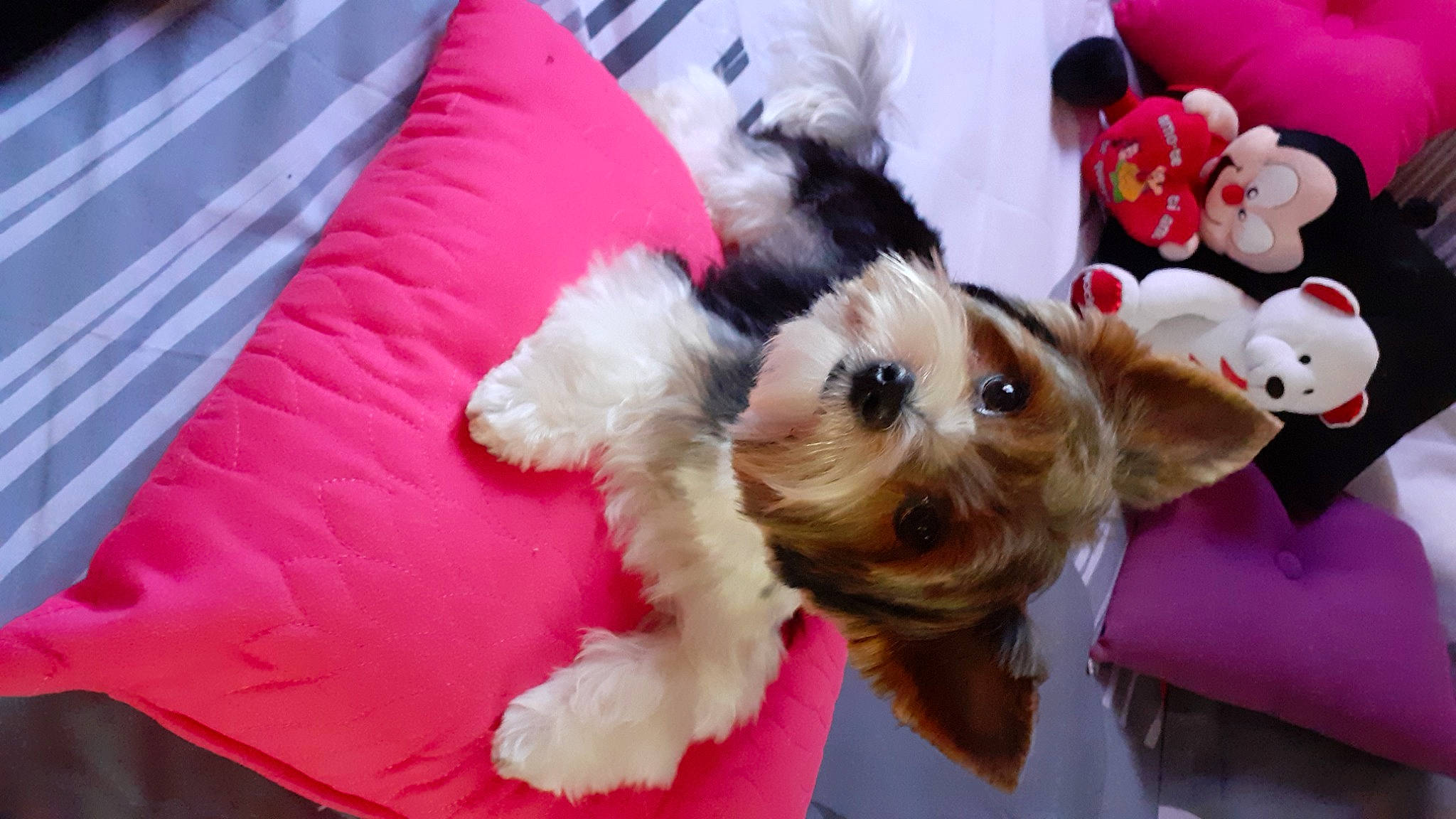 Pylou participe au concours pour gagner de l'argent avec cette photo : canidae, carnivore, collar, companion_dog, dog, dog_breed, dog_supply, event, fawn, fur, holiday, maltepoo, pet_supply, puppy, small_terrier, sporting_group, terrier, toy, toy_dog, working_animal