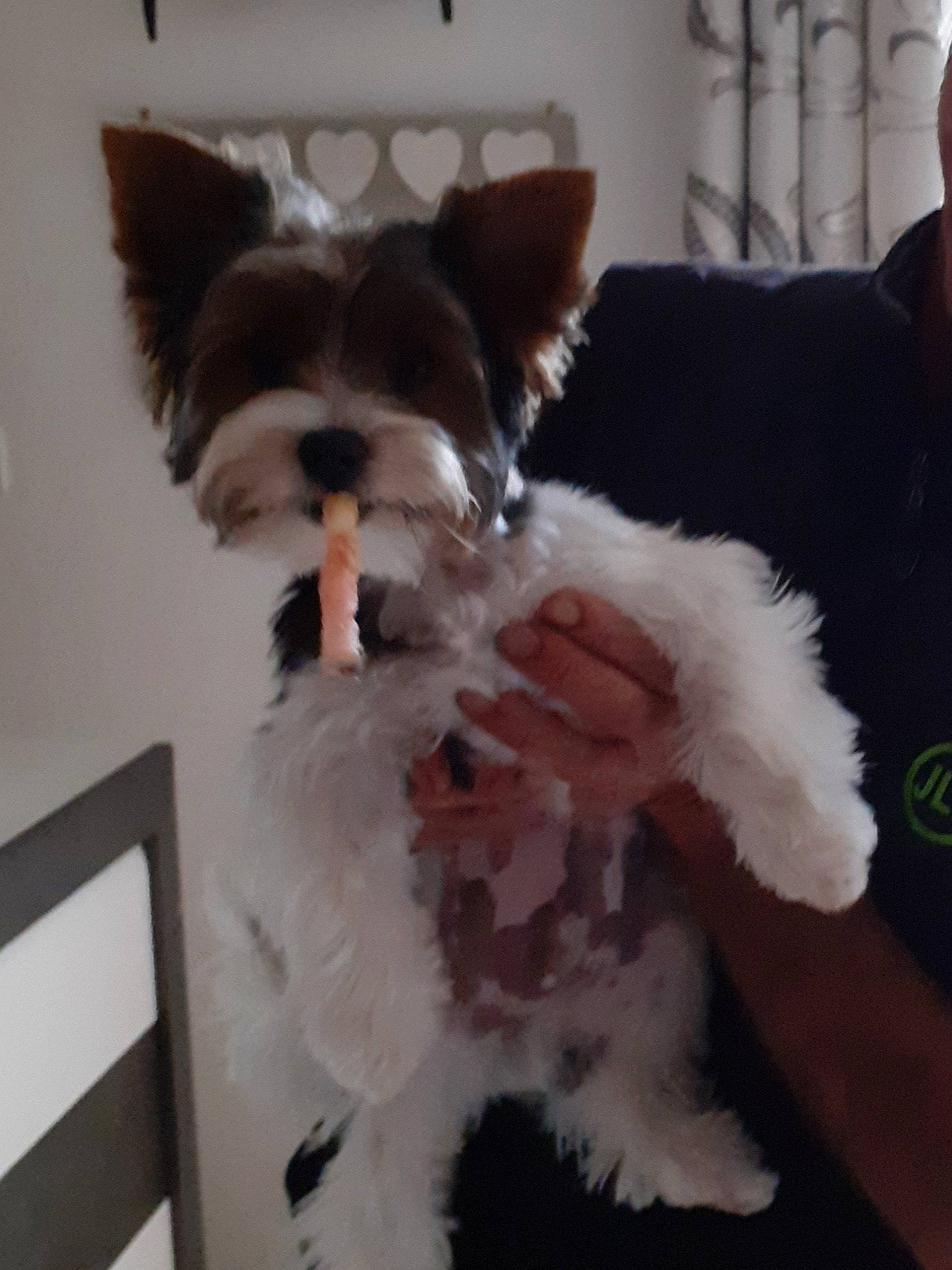 Pylou a rejoint le concours — aidez-le/la à gagner de superbes lots ! canidae, carnivore, companion_dog, dog, dog_breed, dog_collar, dog_supply, ear, fawn, felidae, fur, small_terrier, small_to_medium_sized_cats, snout, sporting_group, tail, terrier, toy_dog, whiskers, working_animal