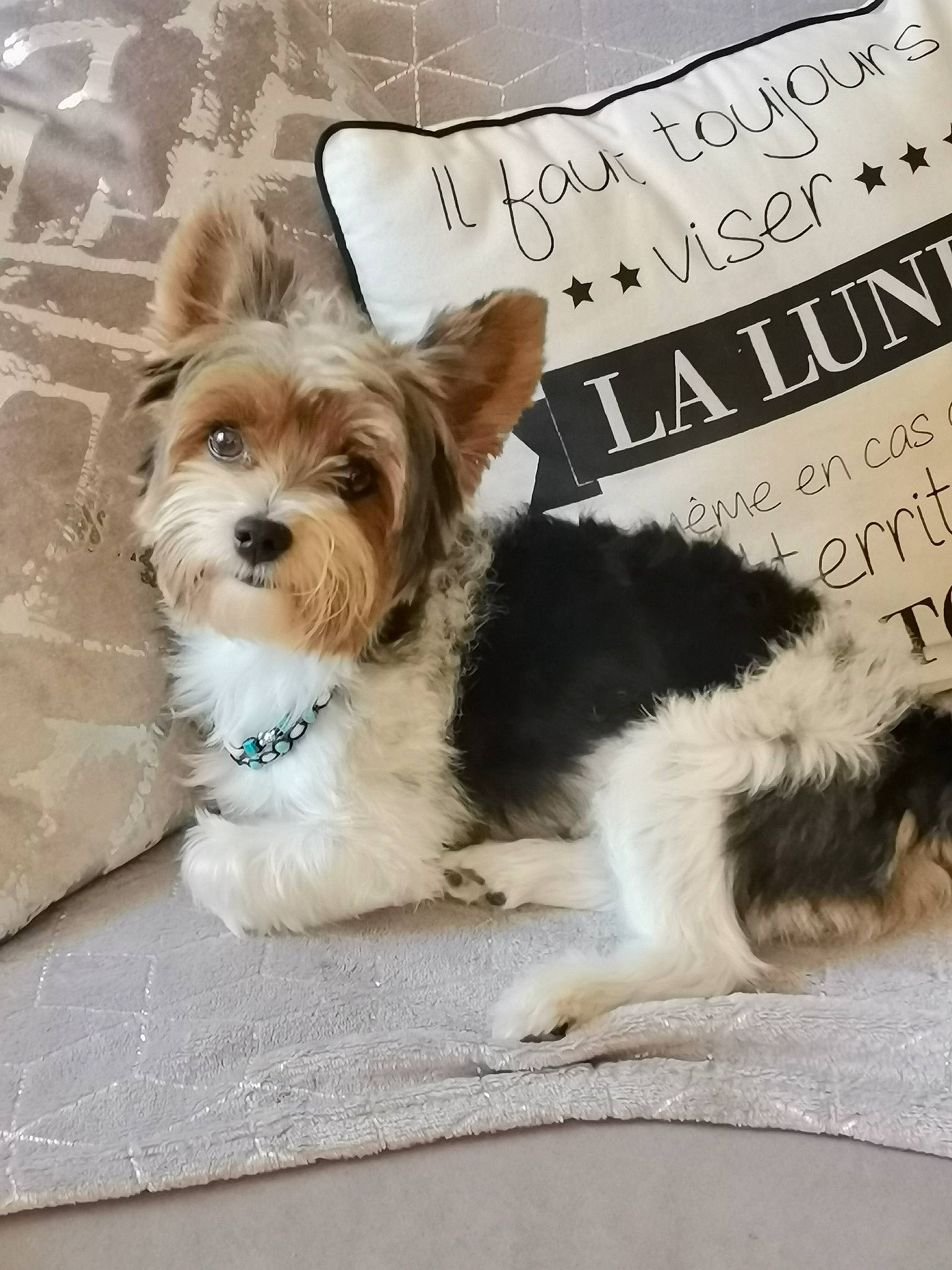 Pylou participe au concours pour gagner de l'argent avec cette photo : art, canidae, carnivore, collar, companion_dog, dog, dog_breed, dog_collar, dog_supply, fashion_accessory, font, fur, liver, pet_supply, small_terrier, snout, sporting_group, terrier, toy_dog, working_animal