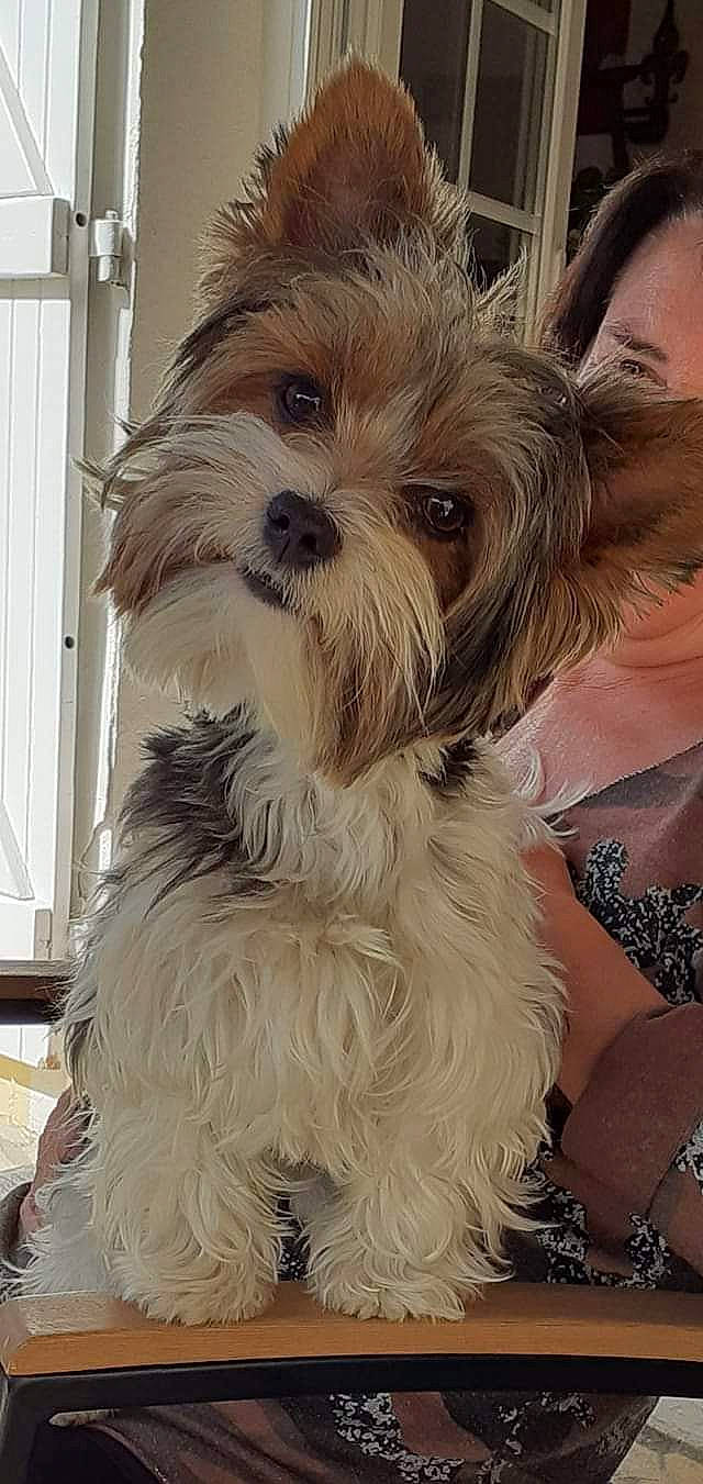 Pylou participe au concours pour gagner de l'argent avec cette photo : biewer_terrier, canidae, carnivore, companion_dog, dog, dog_breed, fur, happy, jewellery, liver, maltepoo, natural_material, non_sporting_group, small_terrier, snout, sporting_group, terrier, toy_dog, working_animal, yorkipoo