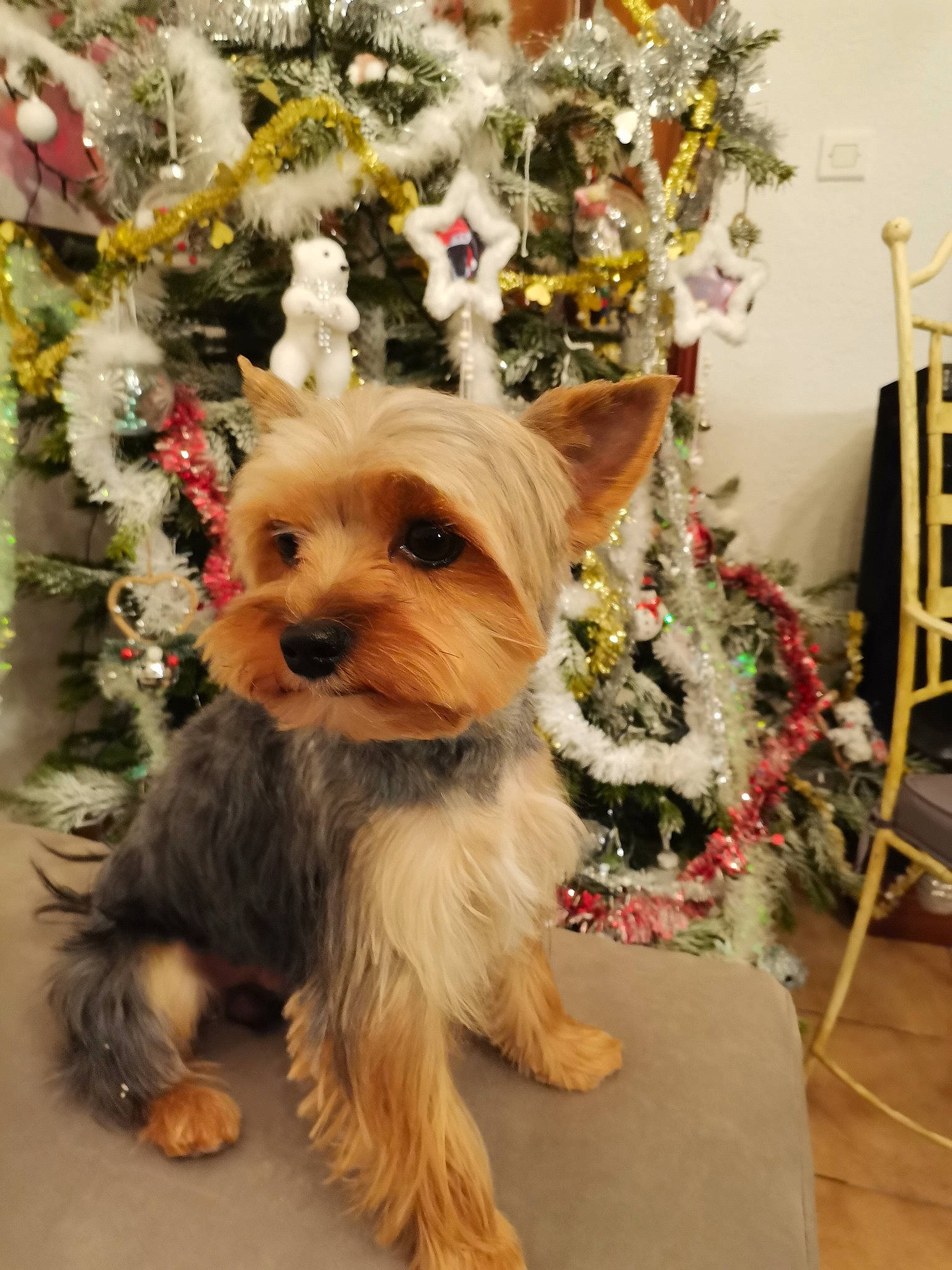 Pepsou a rejoint le concours — aidez-le/la à gagner de superbes lots ! canidae, carnivore, christmas_tree, companion_dog, dog, dog_breed, dog_clothes, dog_supply, event, fashion_accessory, fawn, fur, holiday, plant, small_terrier, snout, sporting_group, terrier, toy_dog, yorkshire_terrier