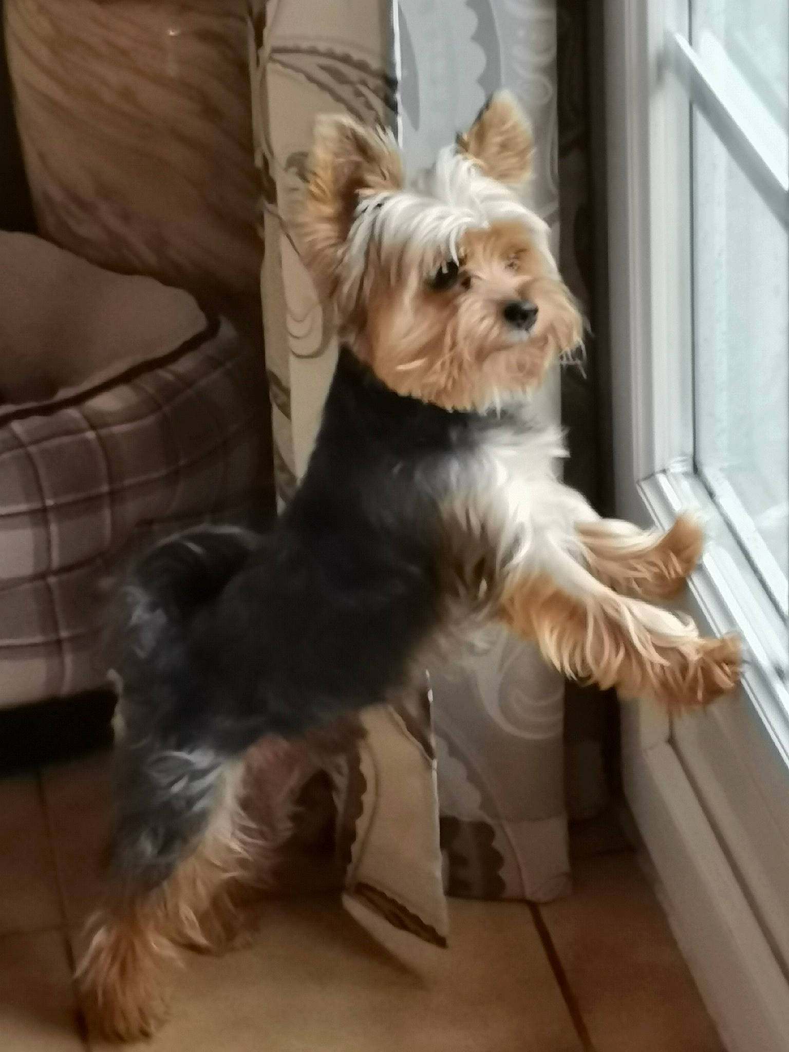 Pepsou participe au concours pour gagner de l'argent avec cette photo : biewer_terrier, canidae, carnivore, chair, companion_dog, dog, dog_breed, dog_supply, fashion_accessory, fawn, flooring, liver, non_sporting_group, pet_supply, small_terrier, sporting_group, terrier, toy_dog, working_animal, yorkipoo