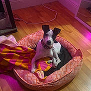 Bella is registered to the contest to win money with this photo: dog, pet_bed, blanket, wooden_floor, indoor, mirror, purple_lighting, black_and_white, collar, resting, cozy, corner, wall, cable, flooring, patterned_bed, domestic, animal, comfort, relaxed