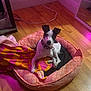 dog, pet_bed, blanket, wooden_floor, indoor, mirror, purple_lighting, black_and_white, collar, resting, cozy, corner, wall, cable, flooring, patterned_bed, domestic, animal, comfort, relaxed