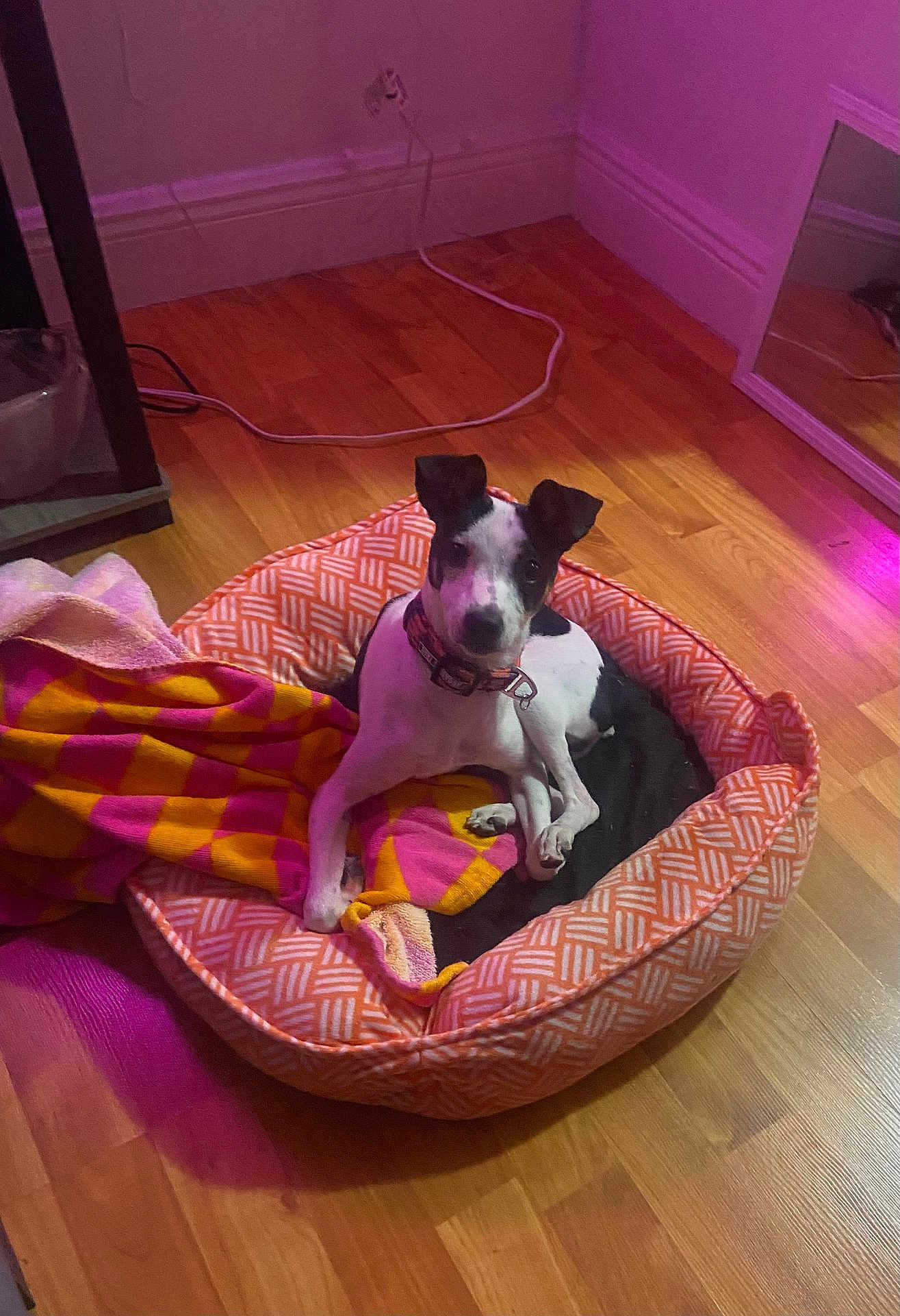 Bella