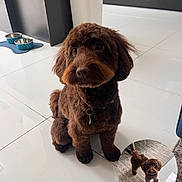 Charlie is registered to the contest to win money with this photo: brown_dog, carpet, collar, companion, cute, dog, dog_bowl, domestic, feeding_mat, floor, fur, groomed, indoor, keychain, kitchen, looking_up, pet, puppy, small_dog, tile_floor