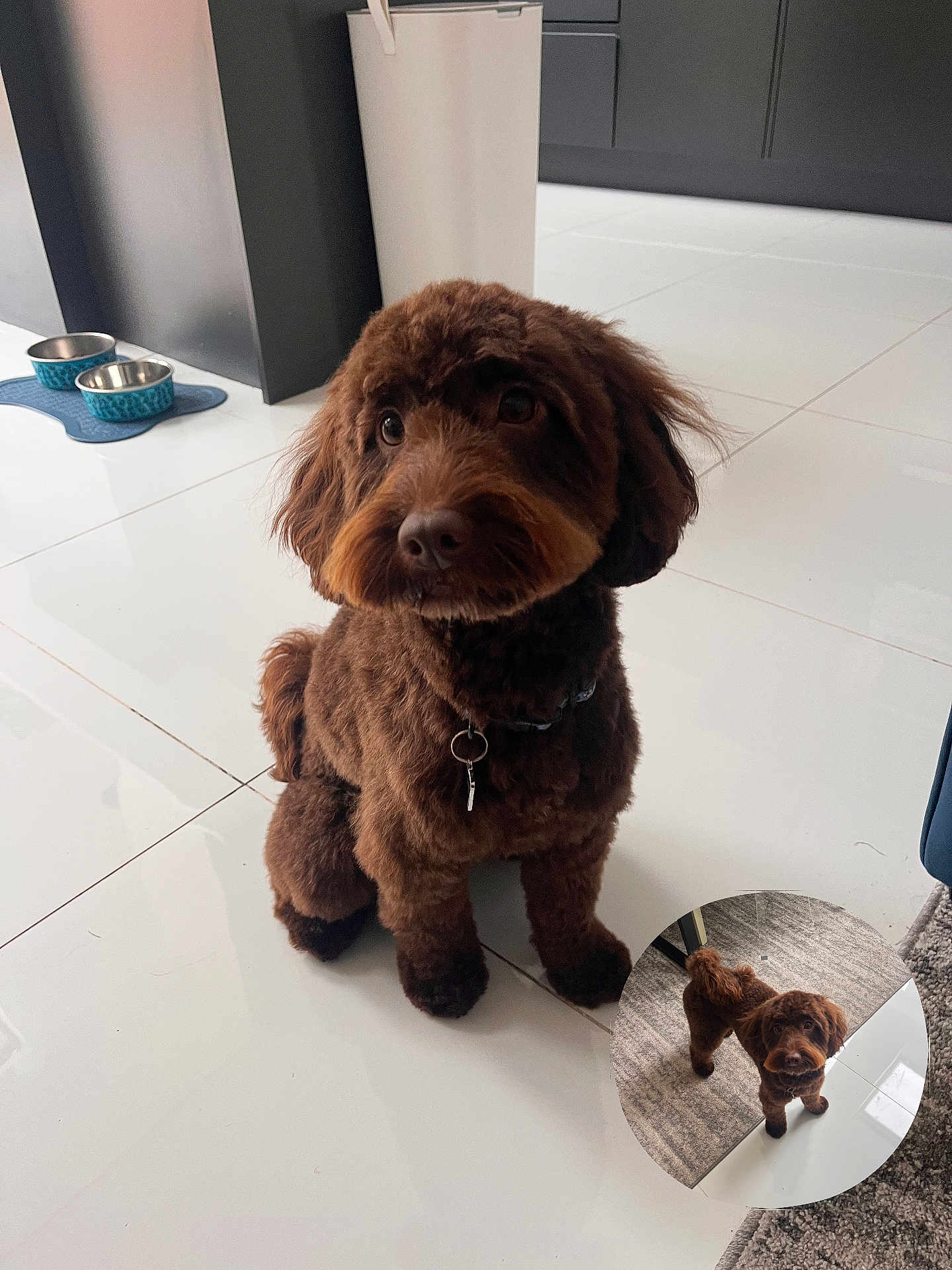 Charlie is registered to the contest to win money with this photo: brown_dog, carpet, collar, companion, cute, dog, dog_bowl, domestic, feeding_mat, floor, fur, groomed, indoor, keychain, kitchen, looking_up, pet, puppy, small_dog, tile_floor