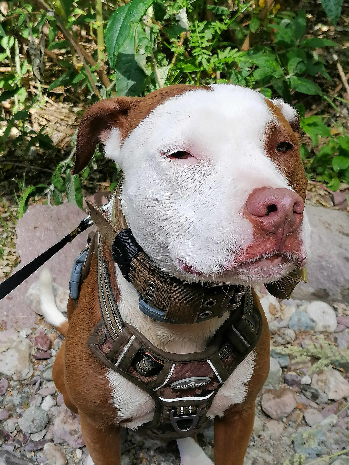 Tara participe au concours pour gagner de l'argent avec cette photo : dog, brown, white, harness, collar, outdoor, nature, rocks, greenery, pet, animal, canine, close_up, sitting, calm, expression, fur, snout, ears, leash