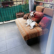 Tara participe au concours pour gagner de l'argent avec cette photo : dog, cat, sofa, cushion, balcony, flower_pot, plant, tile_floor, outdoor, pet, animal, relaxing, furniture, window_reflection, railing, decor, house, building, nature, resting