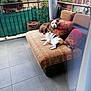 dog, cat, sofa, cushion, balcony, flower_pot, plant, tile_floor, outdoor, pet, animal, relaxing, furniture, window_reflection, railing, decor, house, building, nature, resting