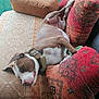 dog, brown_and_white_dog, couch, cushions, patterned_fabric, collar, relaxed, indoor, pet, resting, comfort, furniture, home, sleepy, paw, nose, ears, animal, canine, domestic