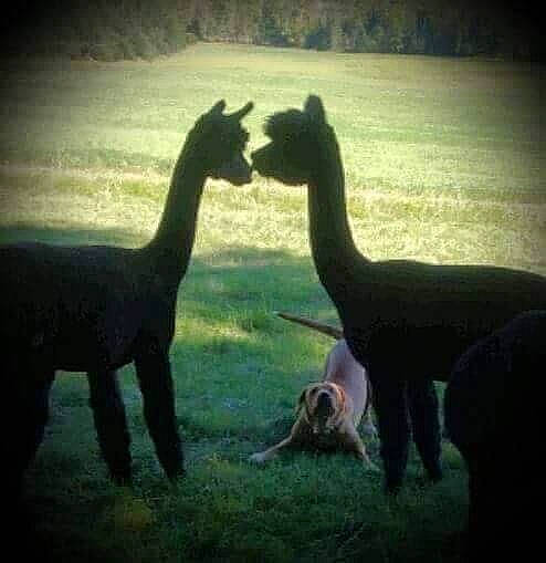 Layla is registered to the contest to win money with this photo: alpaca, camel, camelid, ecoregion, fawn, gesture, grass, grassland, happy, landscape, light, llama, meadow, morning, natural_landscape, nature, sky, sunlight, terrestrial_animal, working_animal