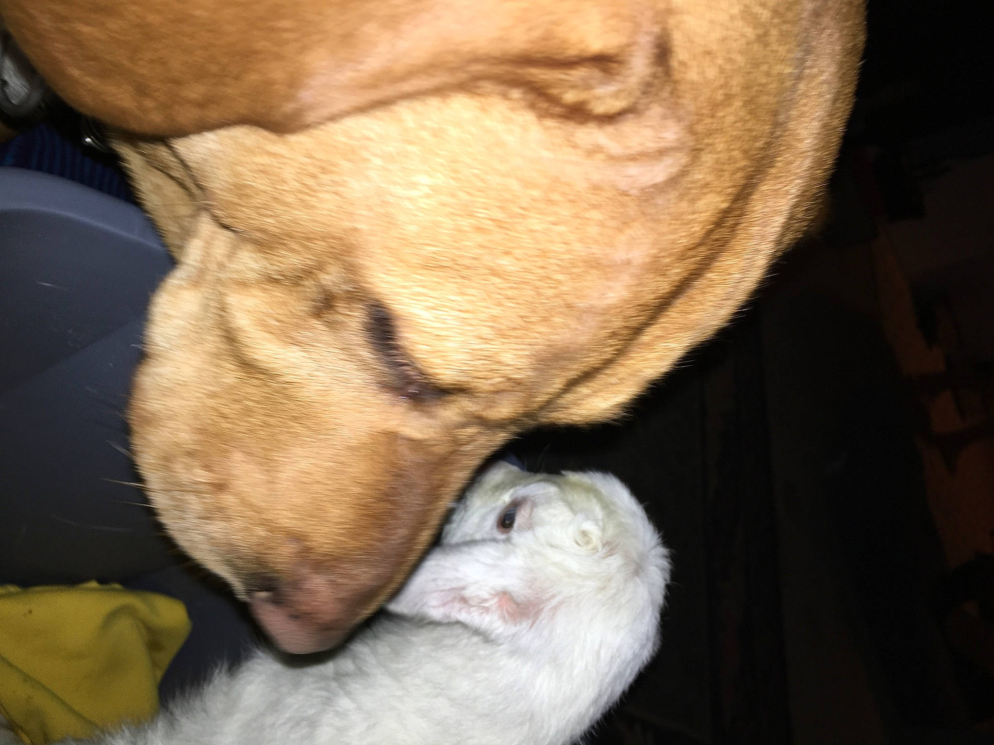 Layla joined the competition — help win amazing prizes! canidae, carnivore, comfort, companion_dog, dog, dog_breed, ear, fawn, foot, fur, gesture, human_leg, jaw, paw, snout, sporting_group, tail, whiskers, working_animal, wrinkle